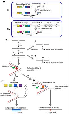 Molecular mechanisms of avian immunoglobulin gene diversification and prospect for industrial applications